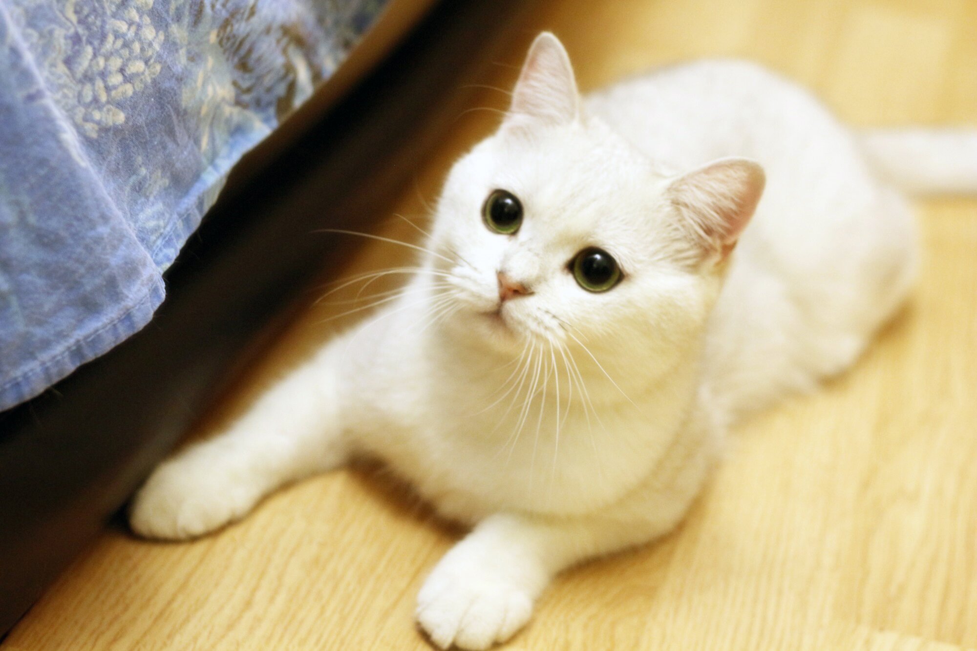 Caesar from Hecbka Cattery